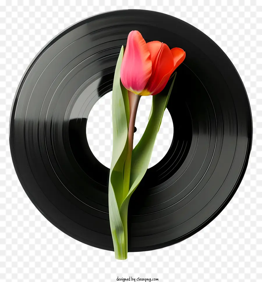 Disco De Vinil，Tulipa Vermelha PNG