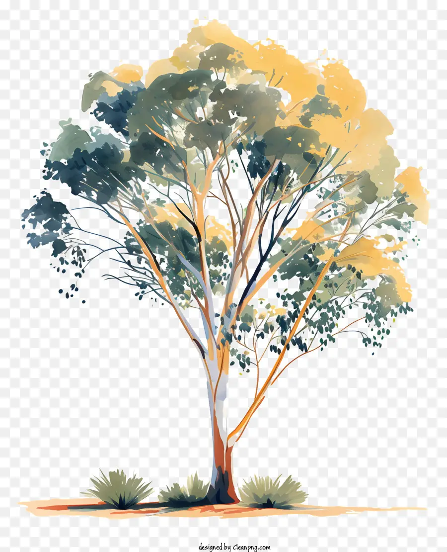 árvore De Eucalipto，Autumn Tree PNG