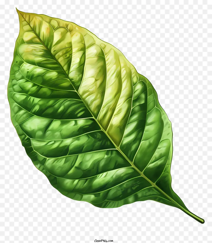 Folha Verde，Textura Suave PNG