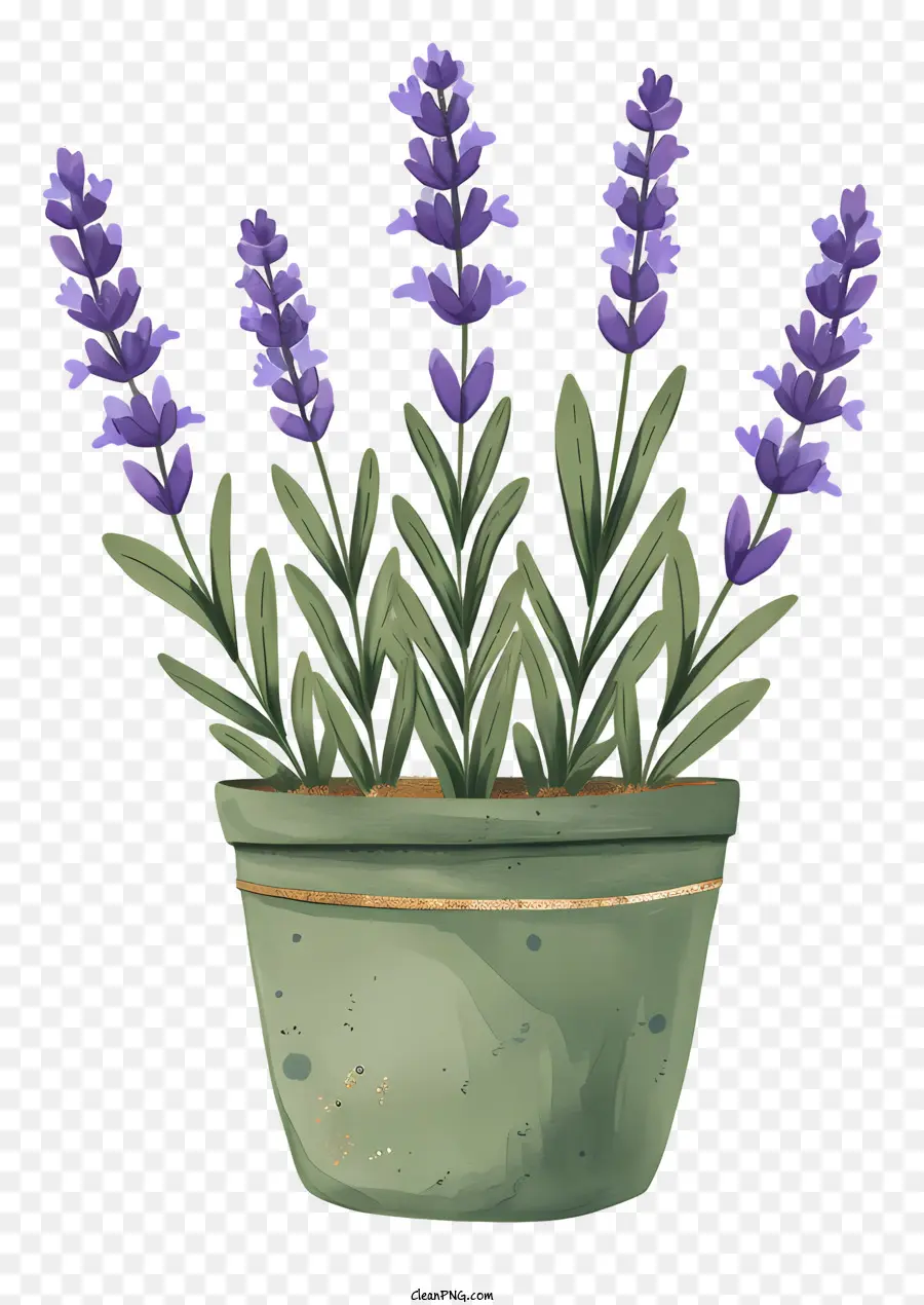 Planta De Lavanda，Pote PNG