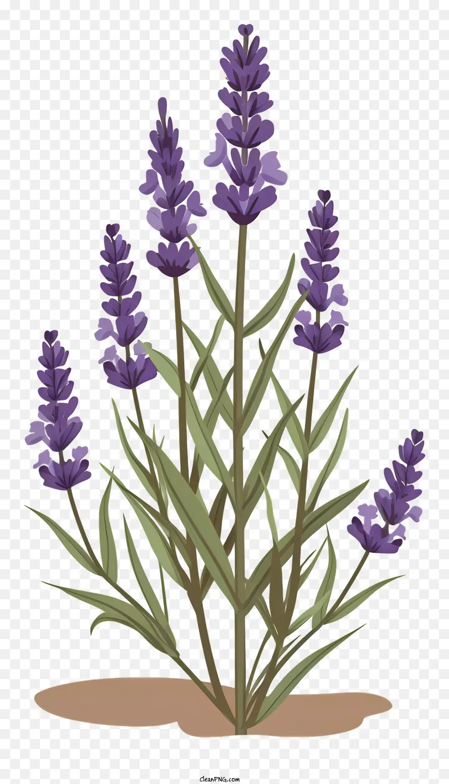 Lavanda，1 Planta De Lavanda PNG