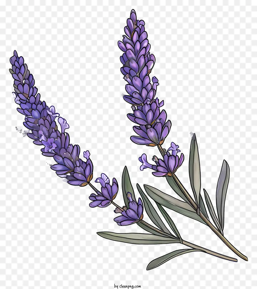 Lavanda，Flores De Lavanda PNG