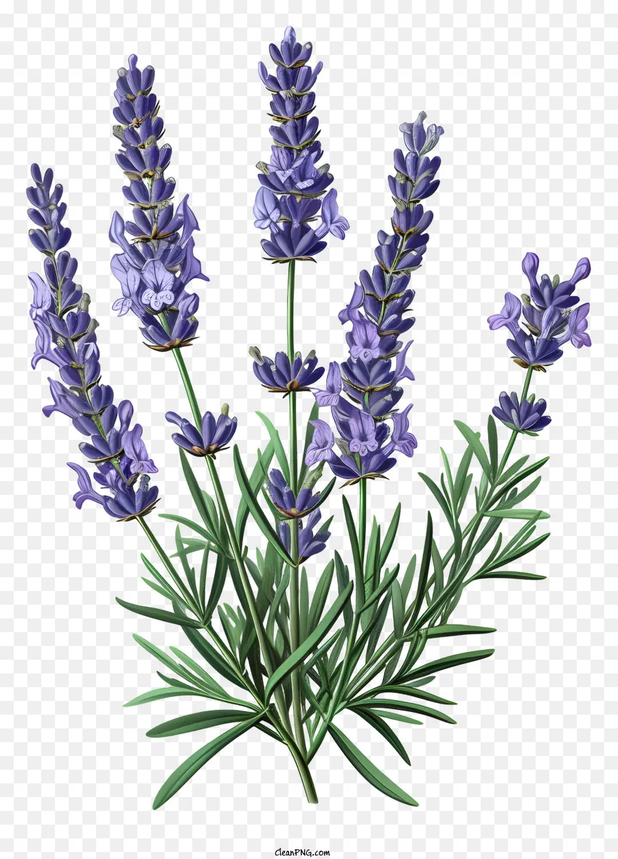 Lavanda，Planta De Alecrim PNG