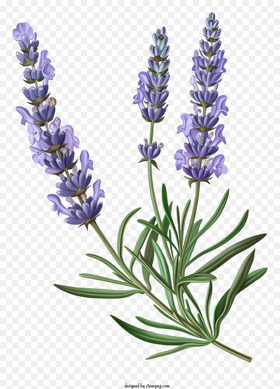 Lavanda，Flor Roxa PNG