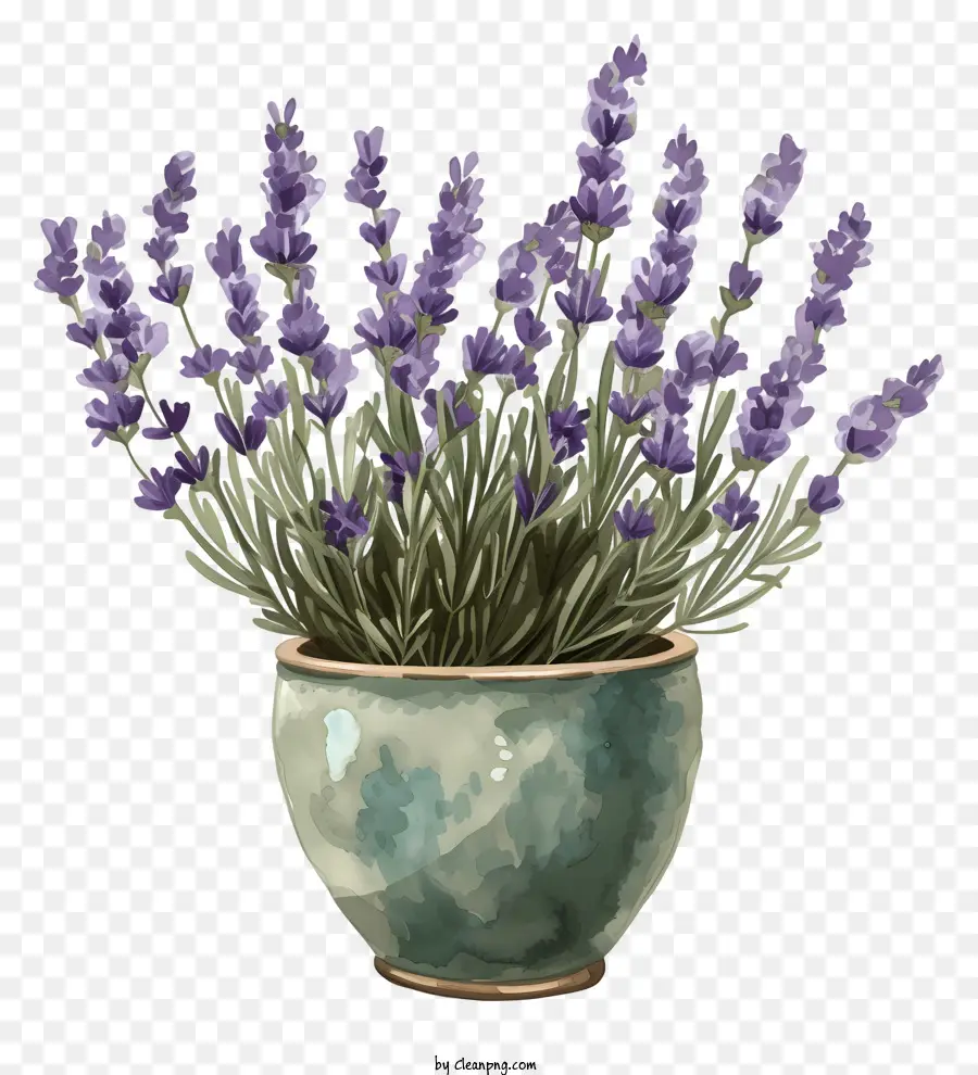 Lavanda Em Maconha，Vaso PNG