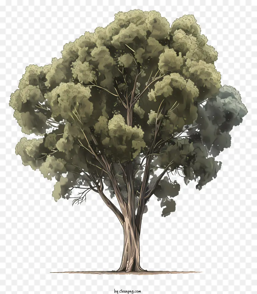 árvore，Grande Do Porta Malas PNG