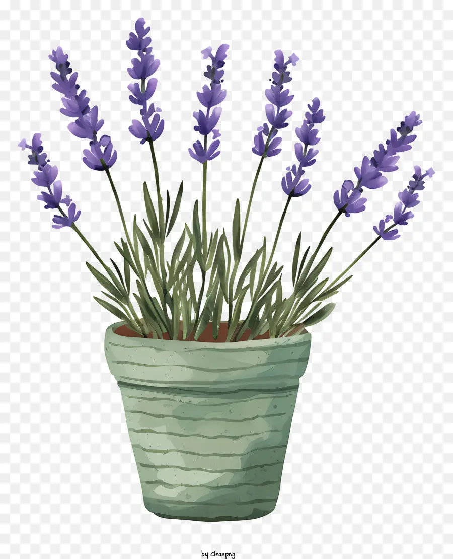 Lavanda Em Vaso，Planta De Lavanda PNG