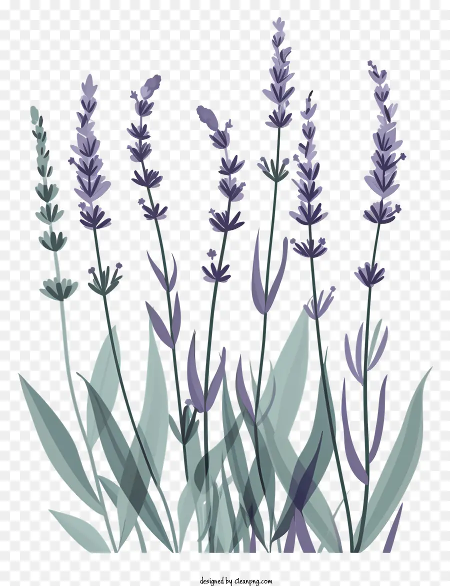 Lavanda，Flores De Lavanda PNG