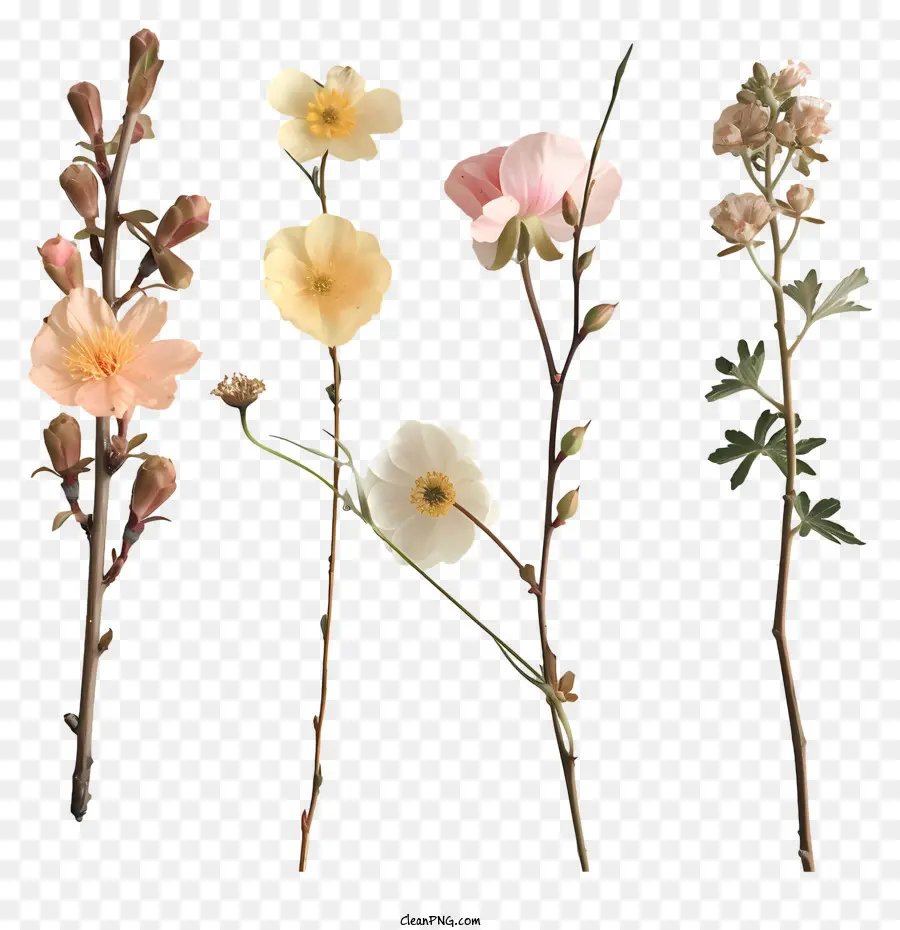 Flores Da Primavera，Flores PNG