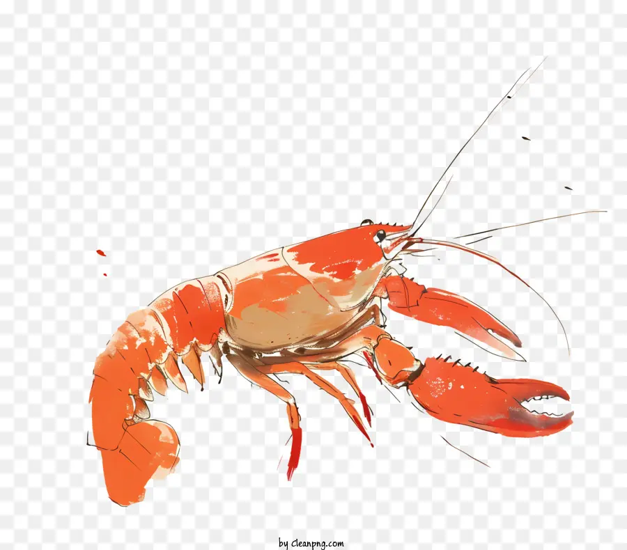 Crawfish，Lagosta PNG