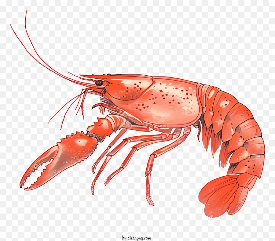 Crawfish，Red Lobster PNG