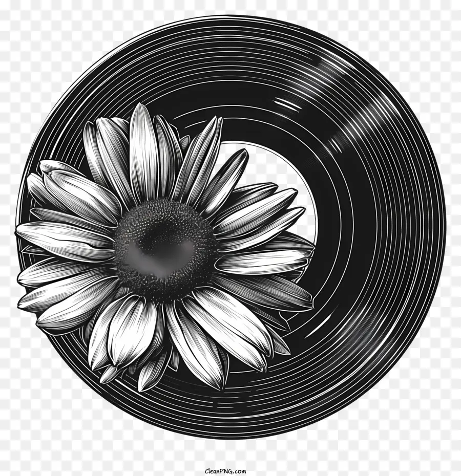 Disco De Vinil，Disco De Vinil Com Daisy PNG