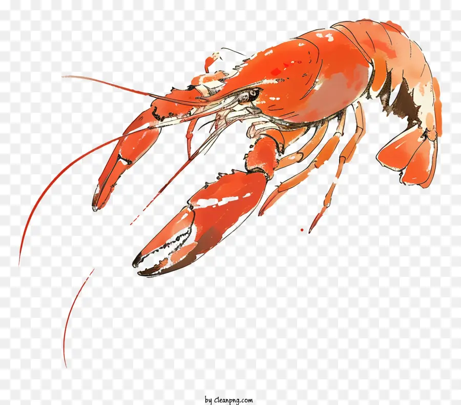 Crawfish，Lagosta PNG