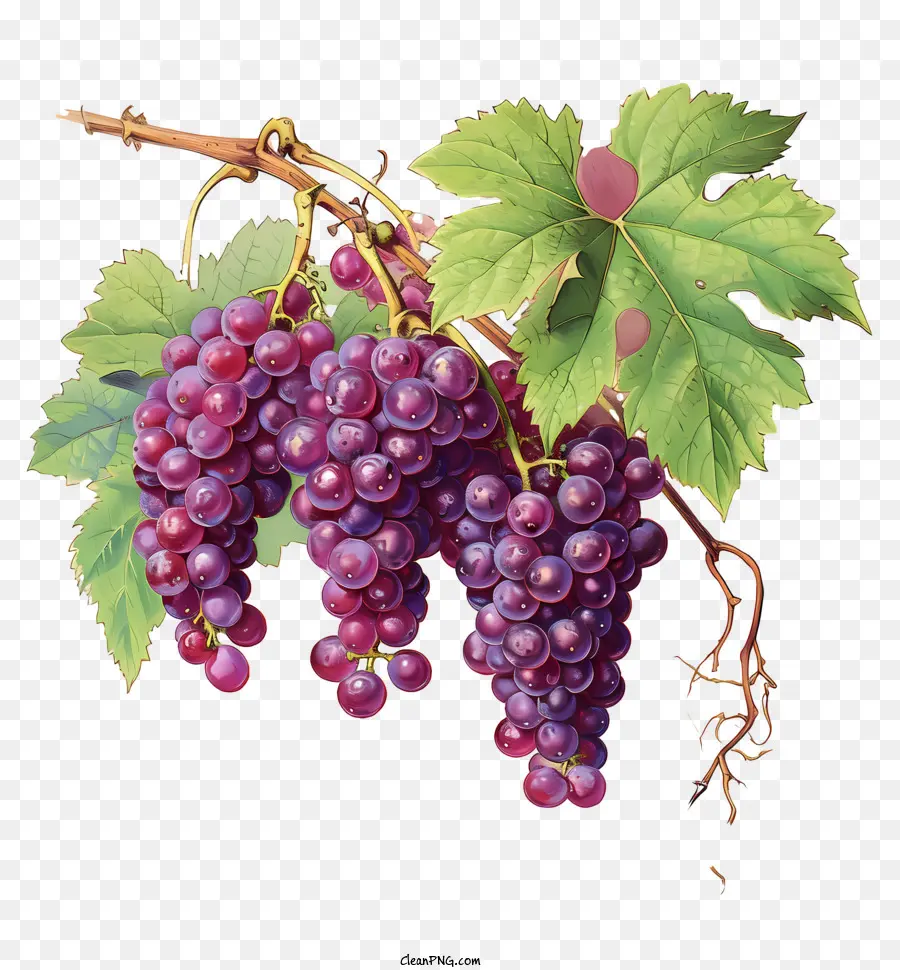 Uvas，Uvas Roxas PNG