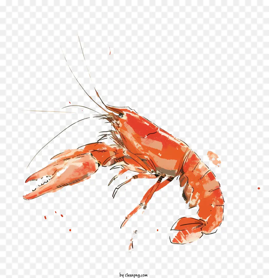 Crawfish，Desenho De Lagosta PNG