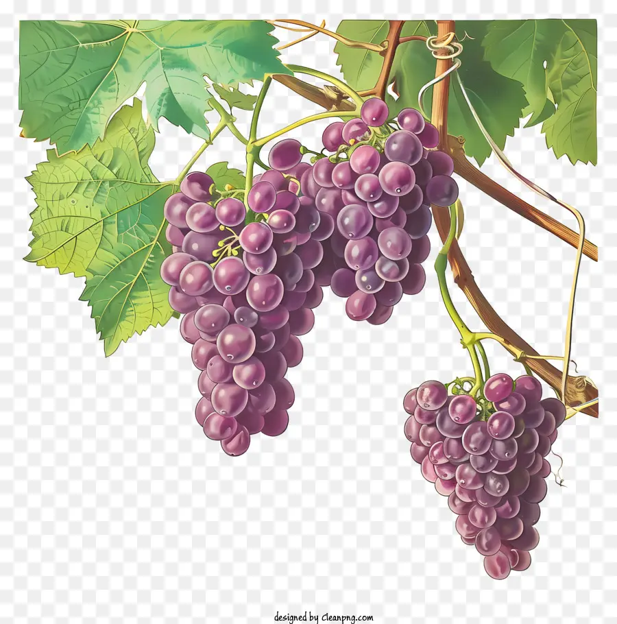 Uvas，Videira PNG