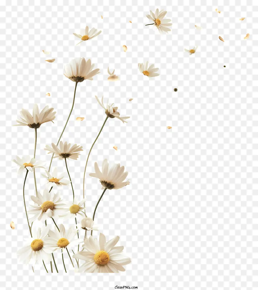 As Flores Que Voam，Daisies Brancos PNG