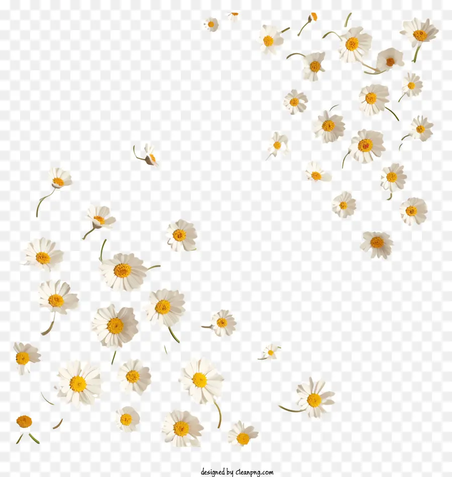 As Flores Que Voam，Margaridas Flutuantes PNG