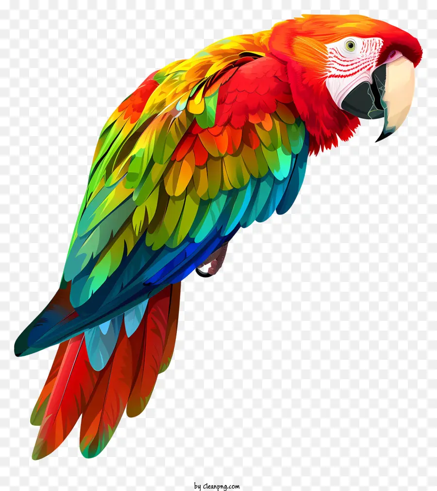 Arara，Papagador Do Arco íris PNG