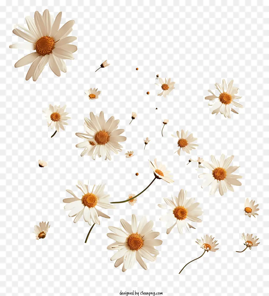 As Flores Que Voam，Daisies Brancos PNG