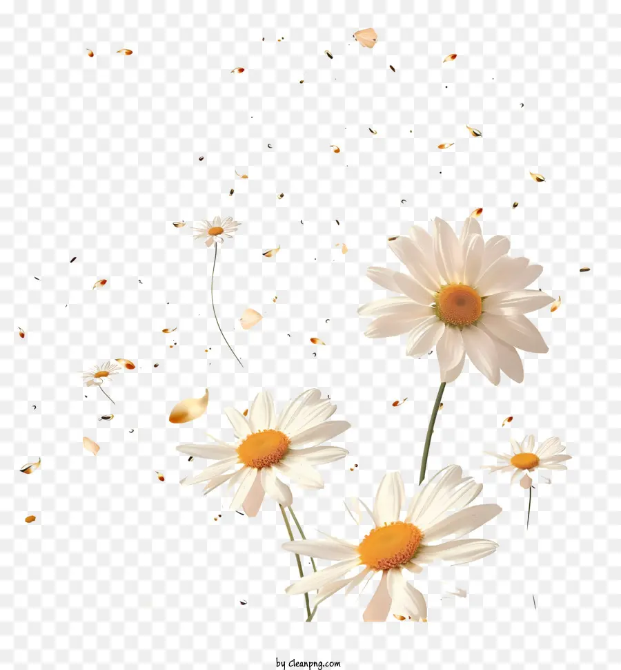 As Flores Que Voam，Margaridas Pretas E Brancas PNG
