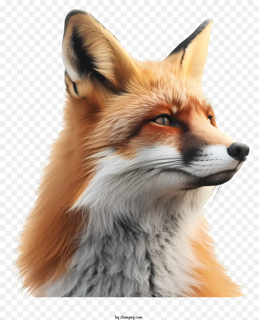 Fox，Raposa Vermelha PNG