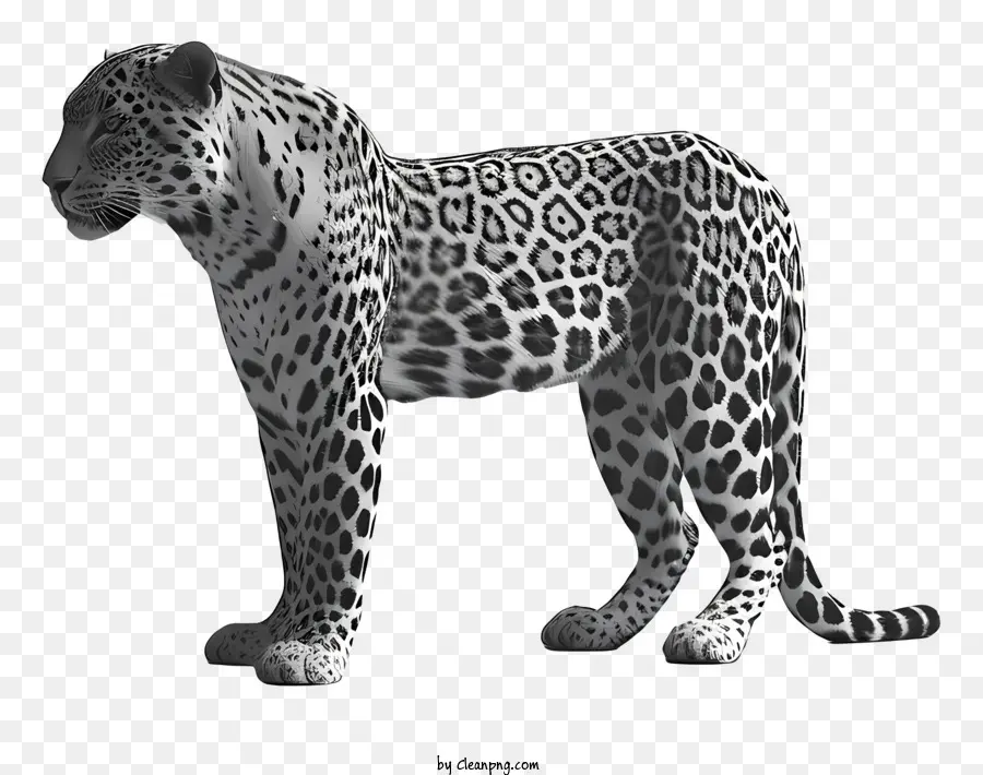 Leopard，Jaguar PNG