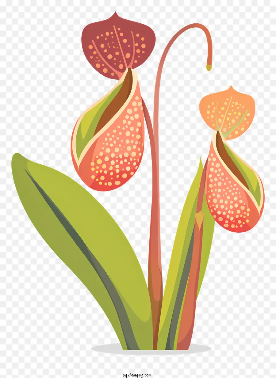 Nepenthes，Planta Carnívora Do Arremessador PNG