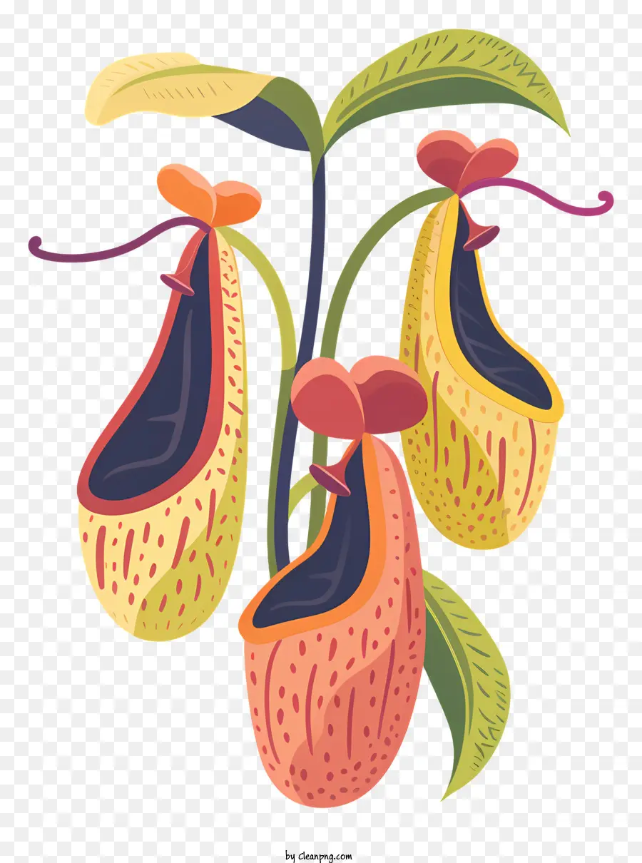 Planta Carnívora，Planta Vibrante PNG