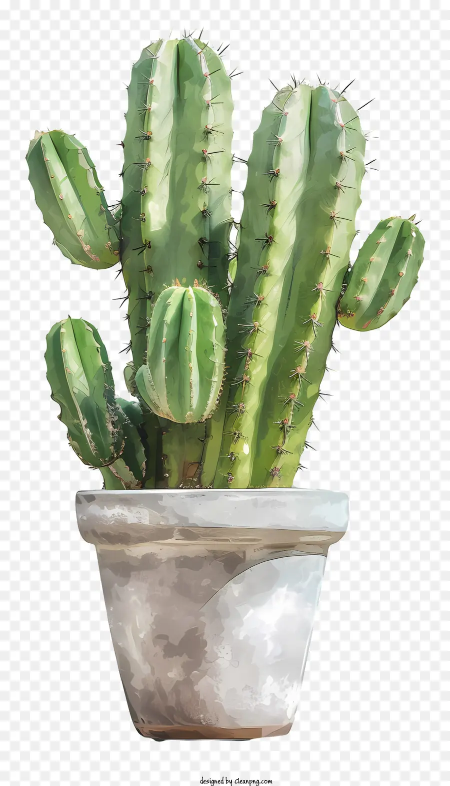 Cacto Na Panela，Cactus PNG