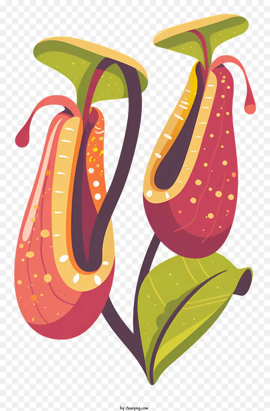 Nepenthes，Planta PNG