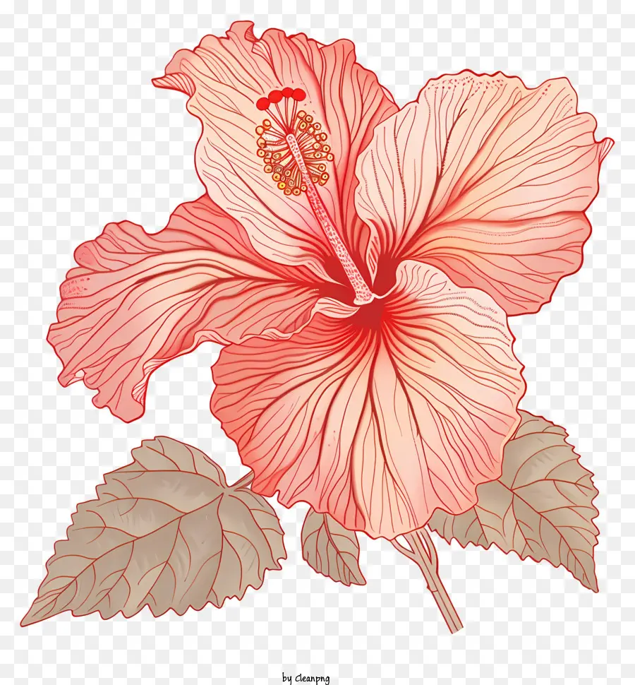 Flor De Hibisco，Florescer PNG