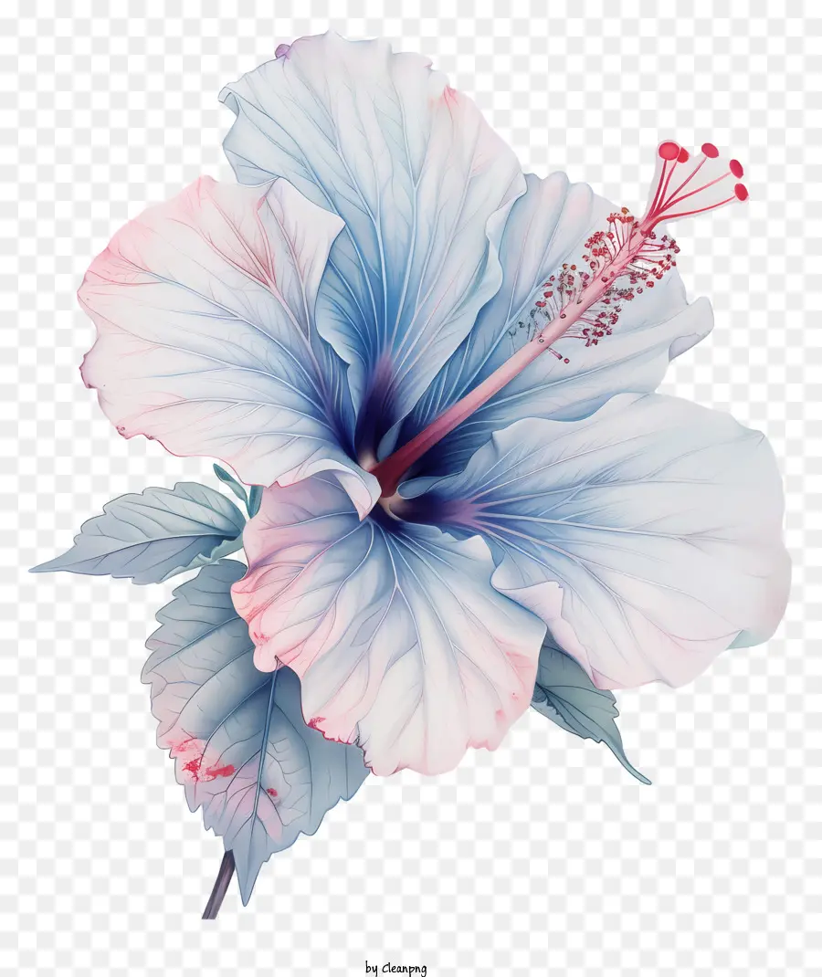 Flor De Hibisco，Azul De Hibisco PNG