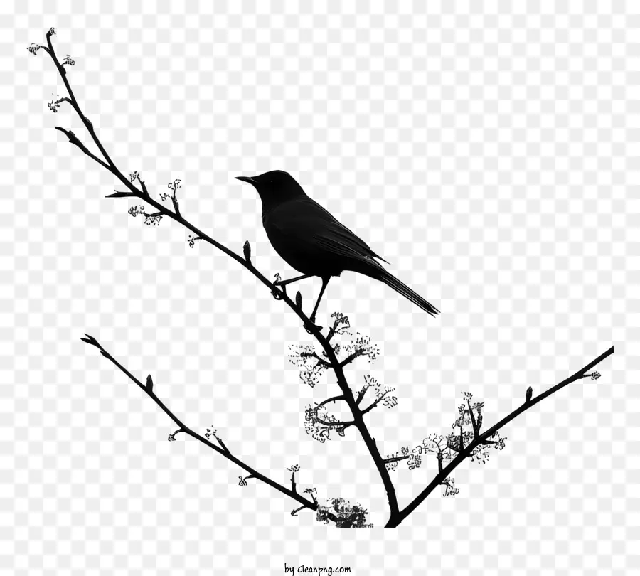 Aves，Ramo De árvore PNG