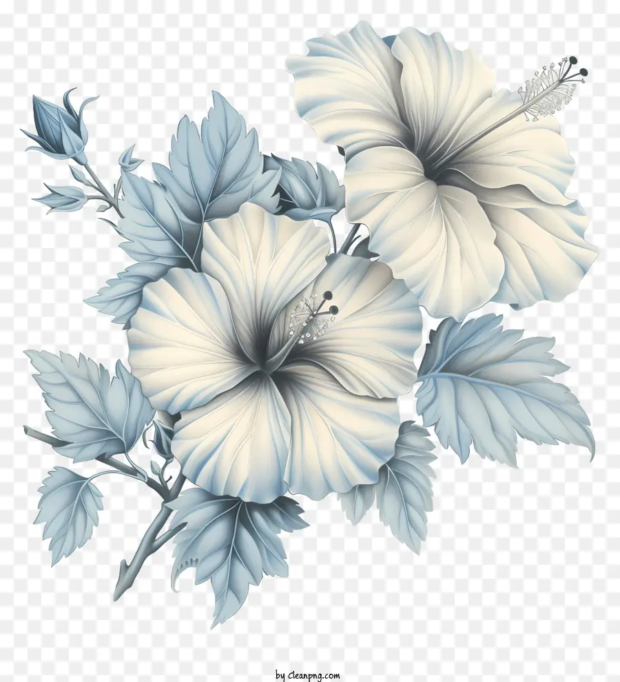 Flor De Hibisco，Flores De Hibisco Branco PNG