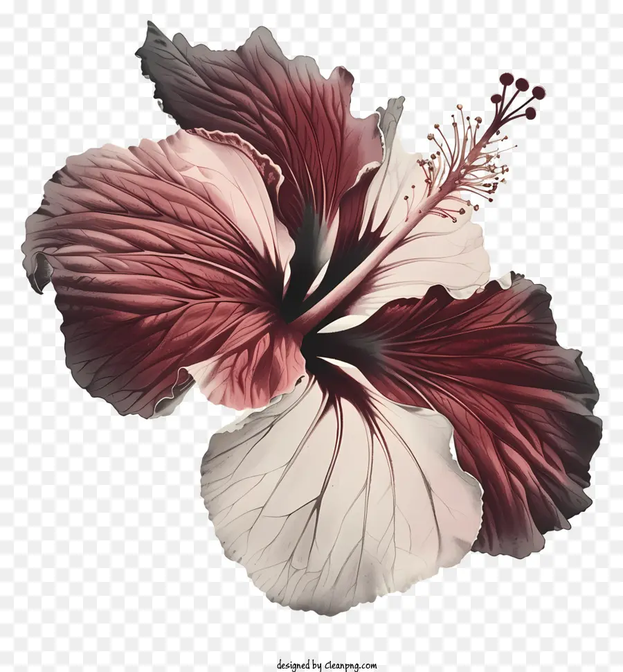 Flor De Hibisco，Flor PNG