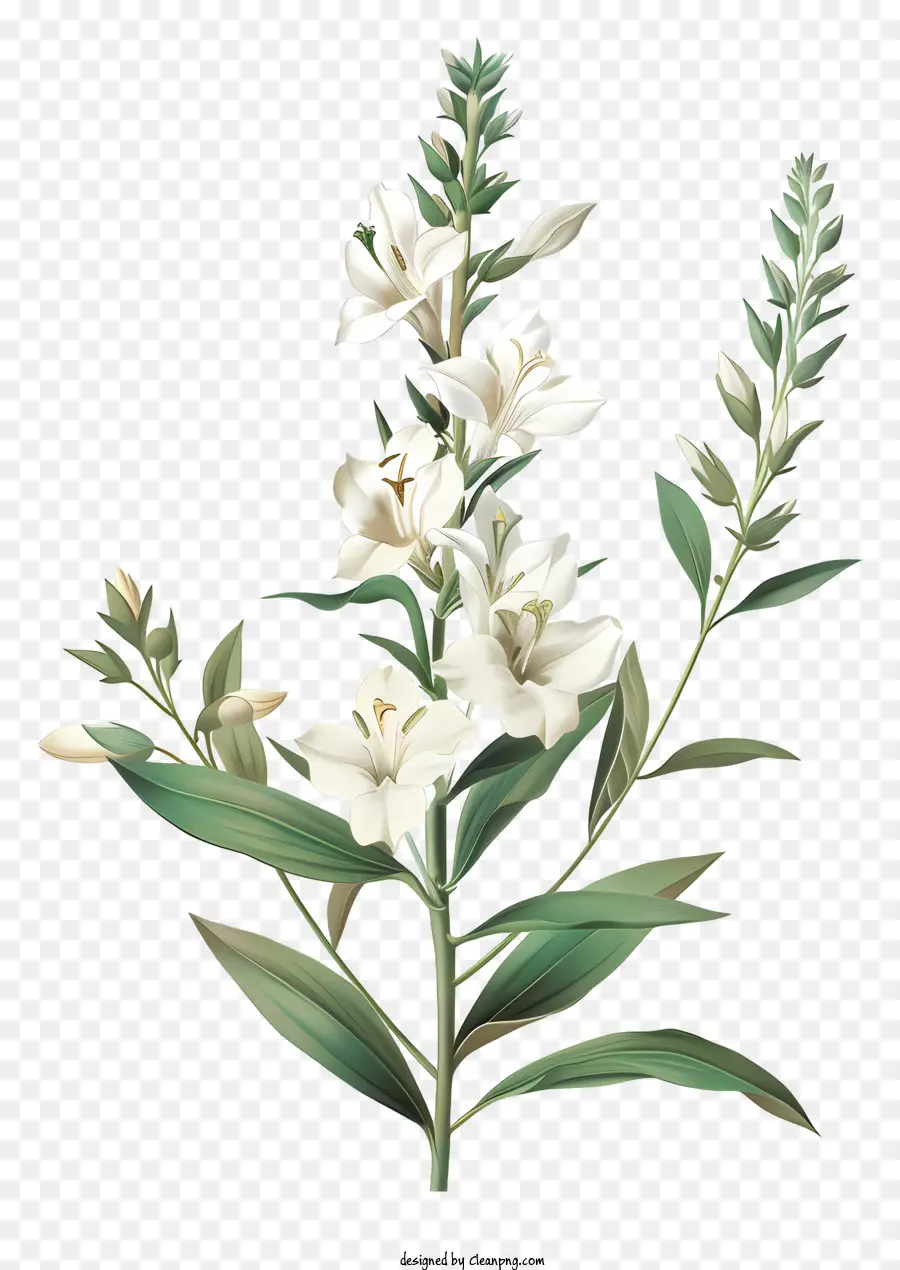 Flores Brancas，Lírio Branco PNG