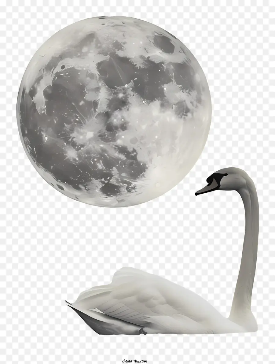 Swan，Corpo De água PNG