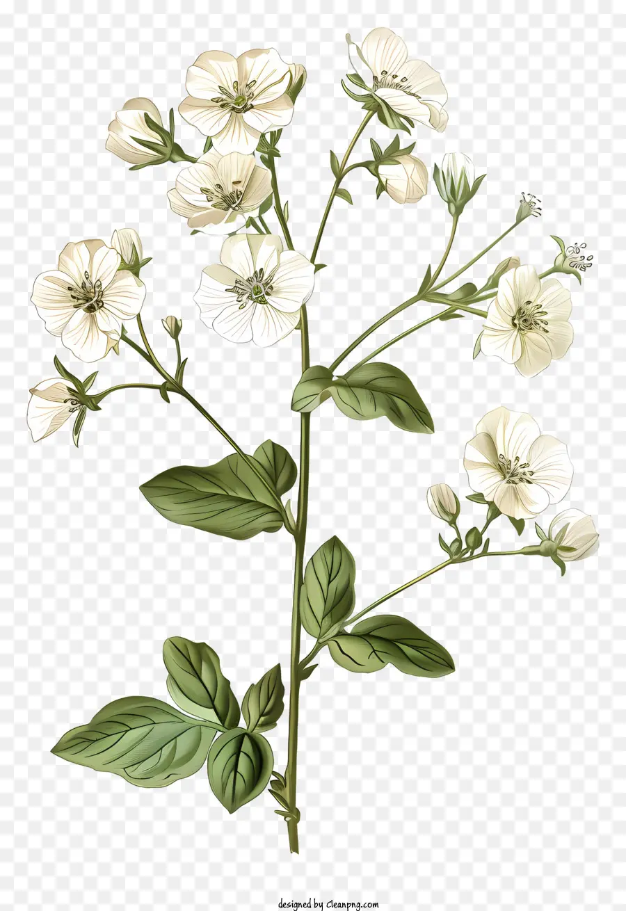 Flores Brancas，Folhas Verdes PNG