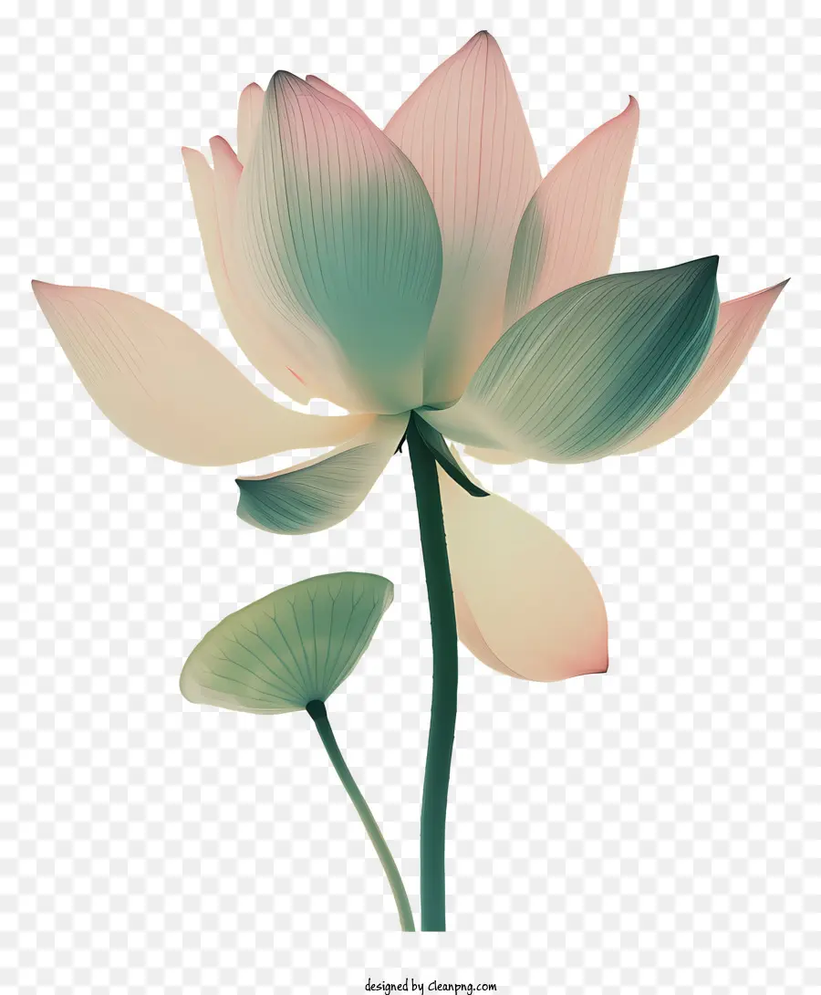 Flor De Lótus，Flor De Lótus Rosa PNG