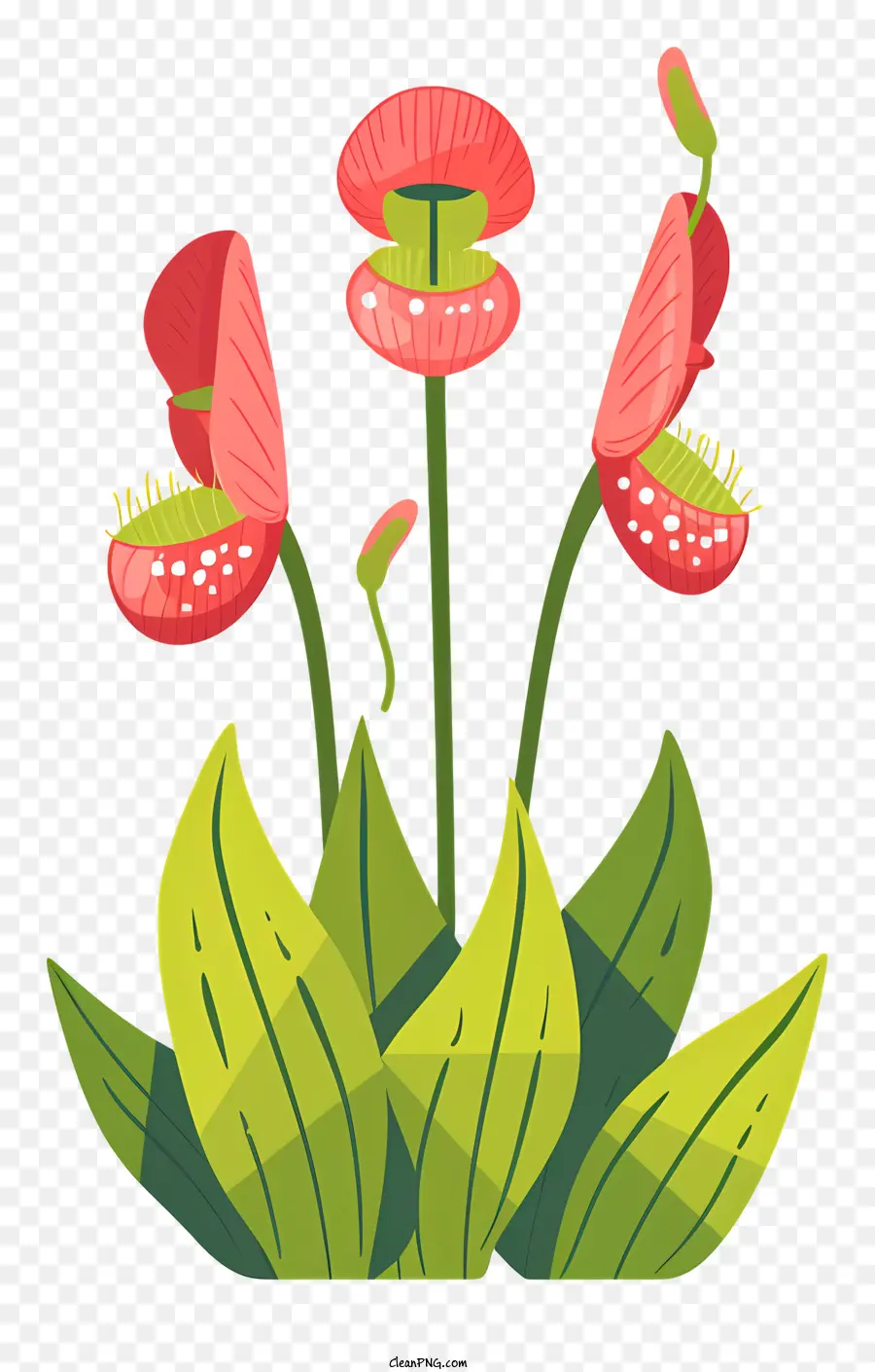 Planta Carnívora，Flores PNG