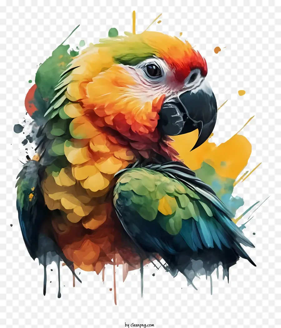 Aves，Parrot Colorido PNG