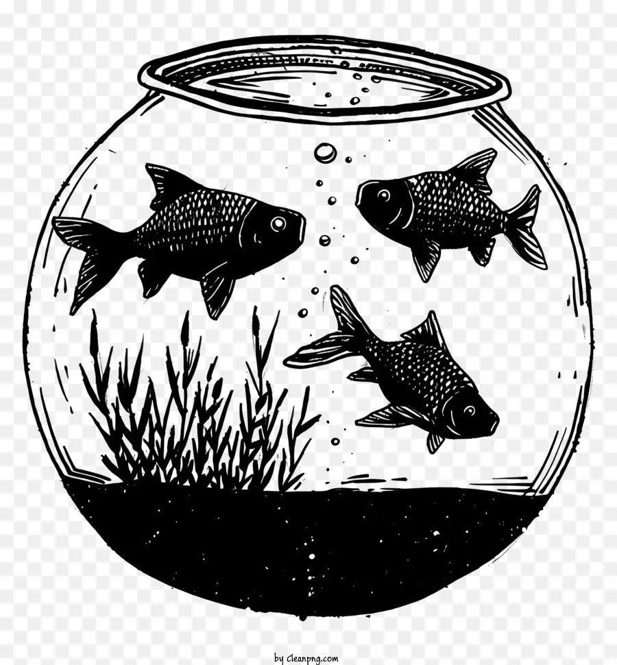 Fish Bowl，Sobre O Aquário PNG