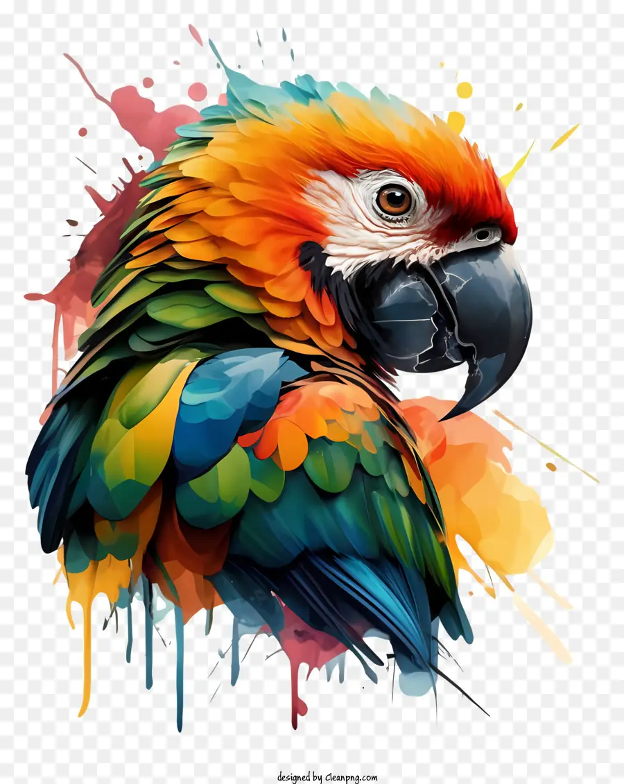 Aves，Parrot Colorido PNG
