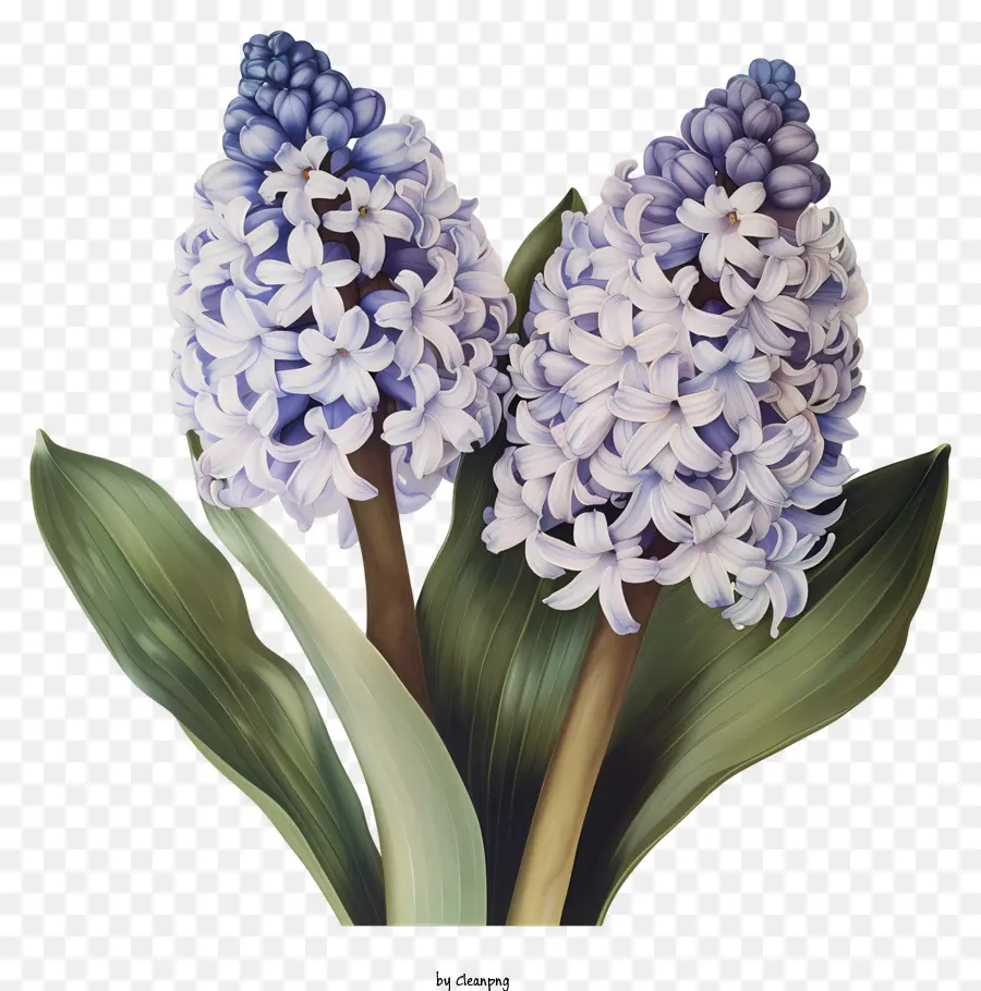 Flores Da Primavera，Flores De Jacinto Roxo PNG