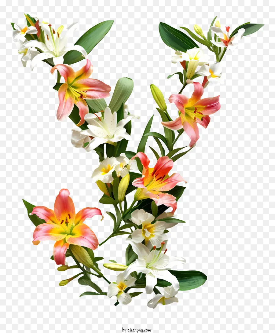 Flores，Lily PNG