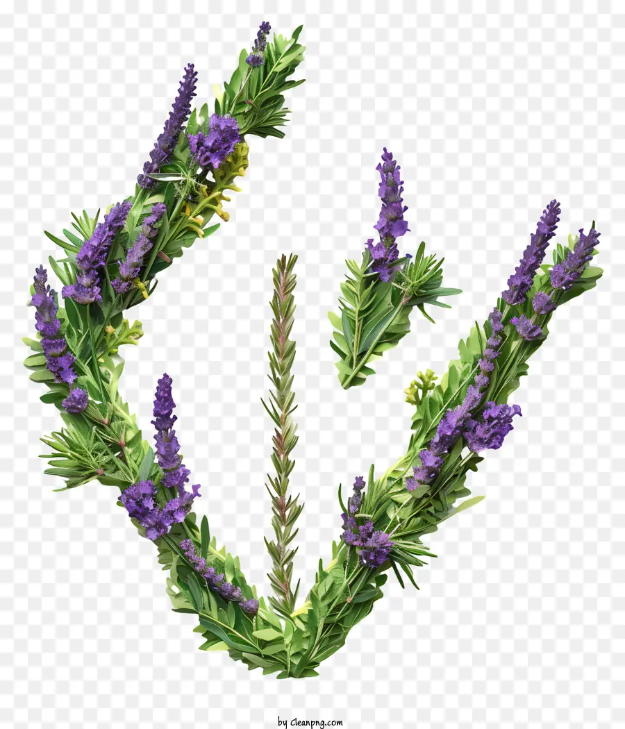 Flores，Flores De Lavanda PNG