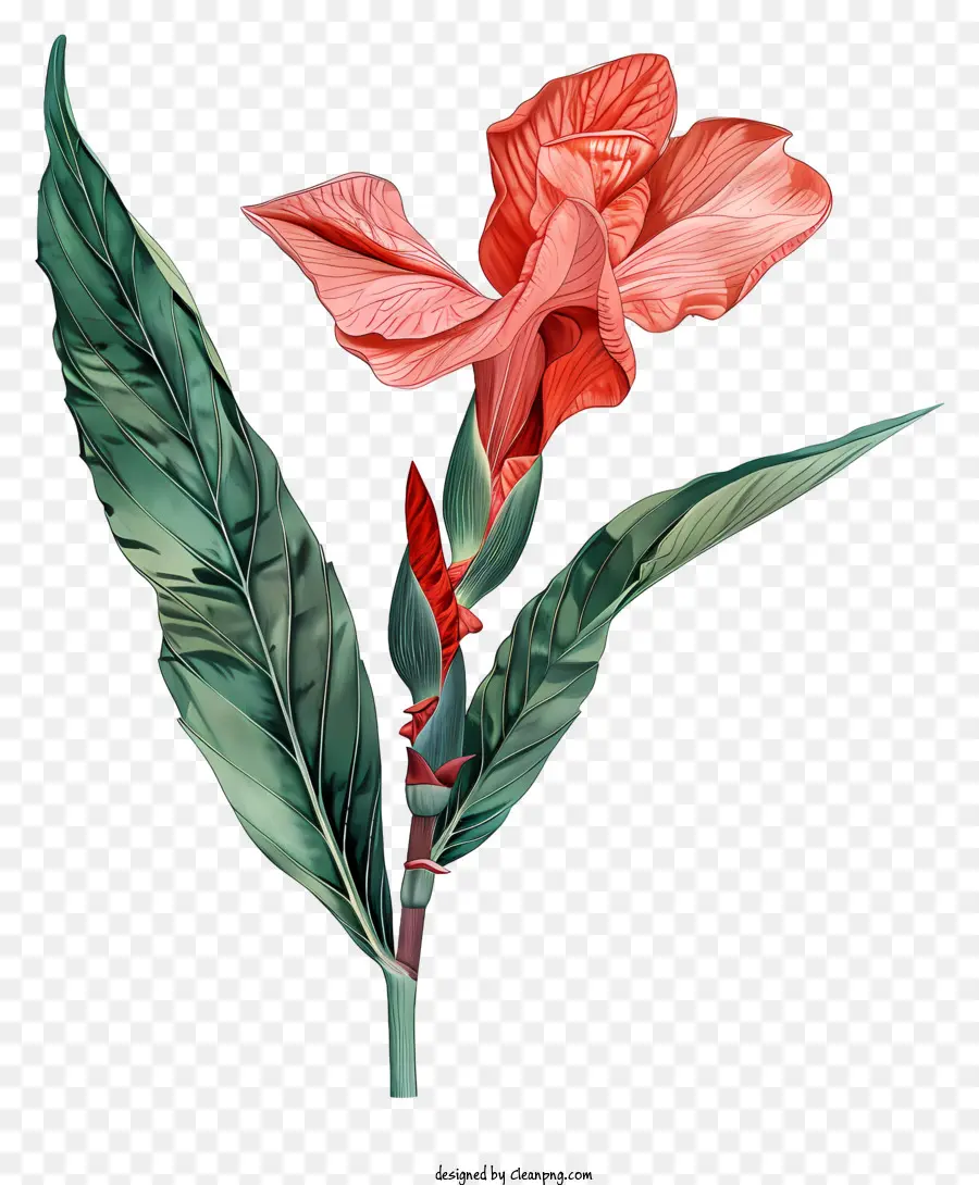 Flor De Canna Indica，Flor Vermelha PNG
