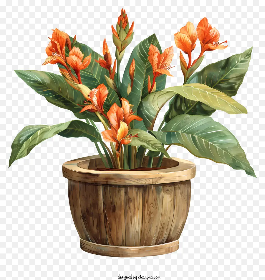 Flor De Canna Indica，Planta De Bougainvillea PNG