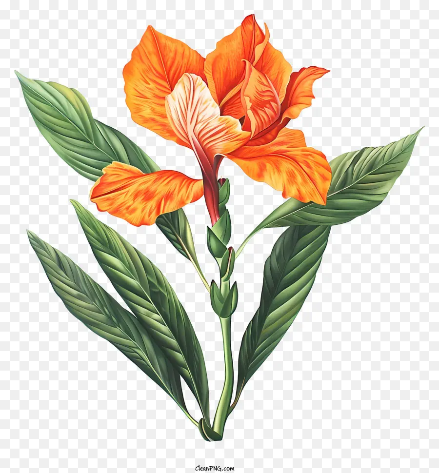 Flor De Canna Indica，Flor Da Laranja PNG